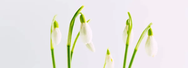 Flores frescas sobre fondo blanco —  Fotos de Stock