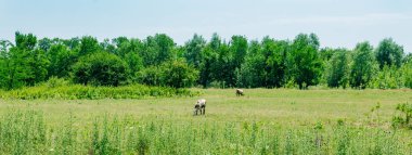Yeşil çimenli çayır ve bir inek, panorama, uzun bayrak
