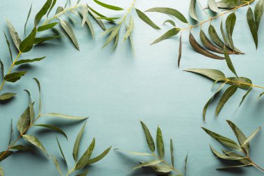 Mavi arka planda dar yapraklı okaliptüs dalları, çiçek çerçevesi, kopyalama alanı