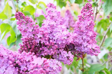 Çiçek açan leylakların dalları, bahar zamanı.