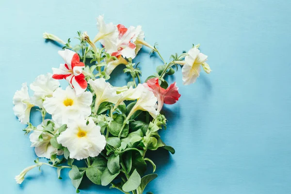 Petunia Fiori Sfondo Blu Bouquet — Foto Stock