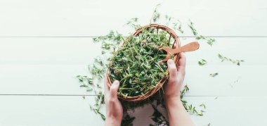 Kekik beyaz bir sepetin içinde, şifalı bitkiler hasat ediyor, uzun bir afiş.
