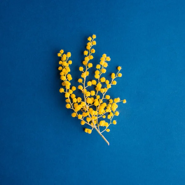 Ramo di mimosa fiorita su sfondo blu, copiare spazio, banner — Foto Stock