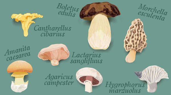 Grandi funghi commestibili, delizia autunnale — Vettoriale Stock