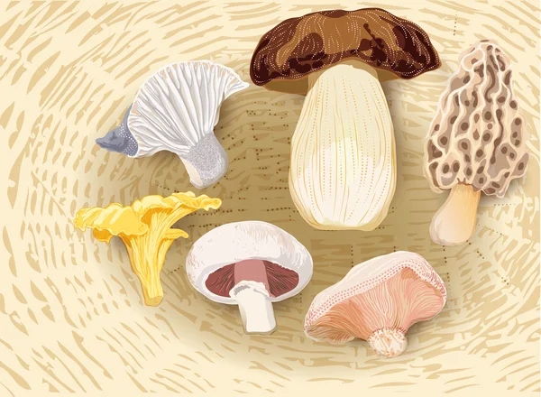 Heerlijke herfst paddestoelen — Stockvector