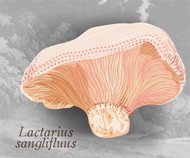 Vahşi yenilebilir mantar, vektör çizim