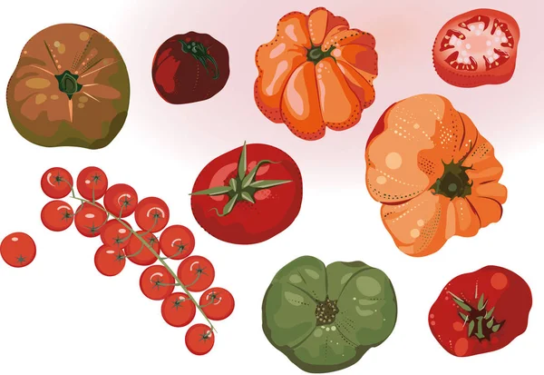 Tomates fraîches d'été, ingrédients pour cuisiner — Image vectorielle