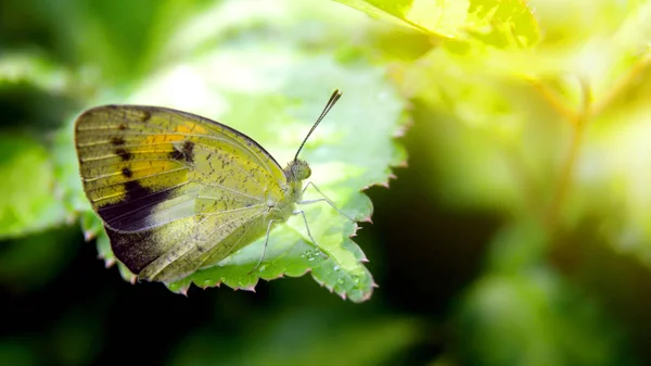 Amiral blanc Papillon perché sur une feuille . — Photo