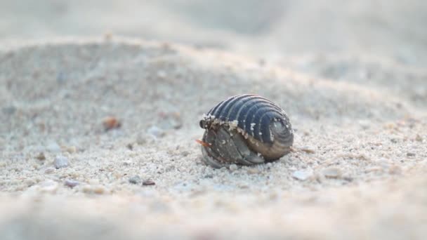 CLOSE UP: Hermit crab in Maldives island — Stock Video