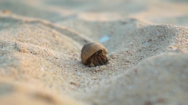 Nahaufnahme: Einsiedlerkrebs auf Malediven-Insel — Stockvideo