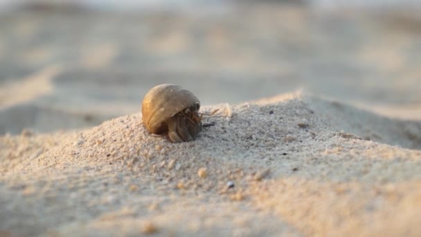 Közelről: a homokos strandon Remeterák — Stock videók