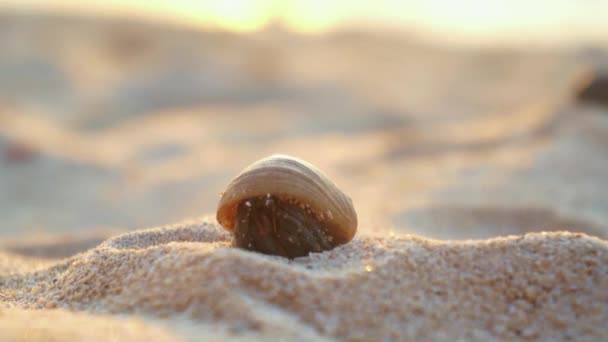 CERRAR: Cangrejo ermitaño en la playa de arena — Vídeo de stock