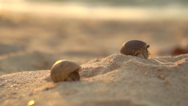 FERMER : Crabe ermite sur la plage de sable — Video