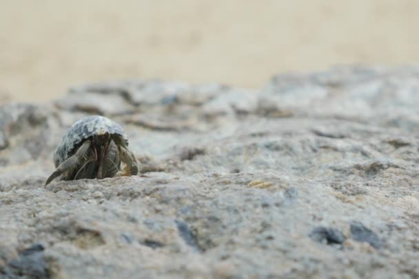 CHIUSURA: Granchio eremita sulla spiaggia sabbiosa — Video Stock