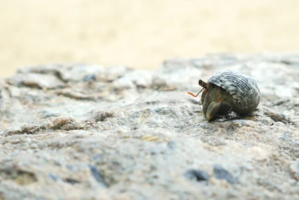 FECHAR UP: Caranguejo eremita na praia arenosa — Vídeo de Stock