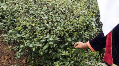 Yeşil çay plantasyon manzara Doi Ang Khang, Chiang Mai, Tayland.