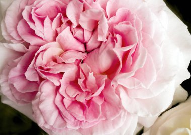 Scarlet rose. Makro ve çiçek yakından.