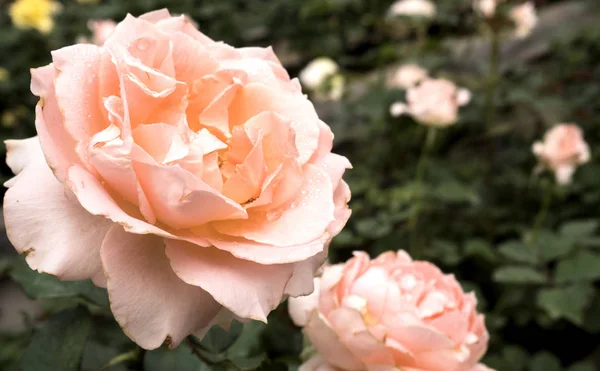 Dieprode rose. Macro en close-up bloem. — Stockfoto