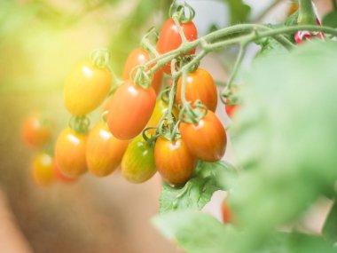 Taze domates bitki çiftliğindeki üzerinde