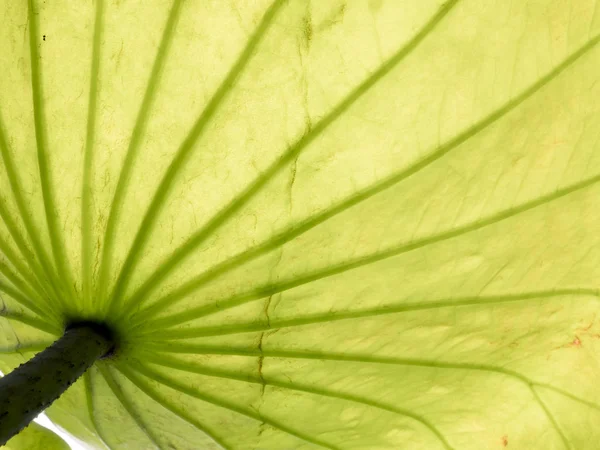 lotus leaf structure green background