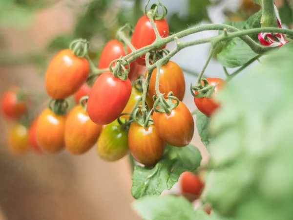 Taze domates bitki çiftliğindeki üzerinde