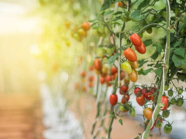 Taze domates bitki çiftliğindeki üzerinde