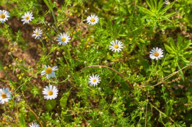 doğal yeşil çim ve chamomiles çiçekler