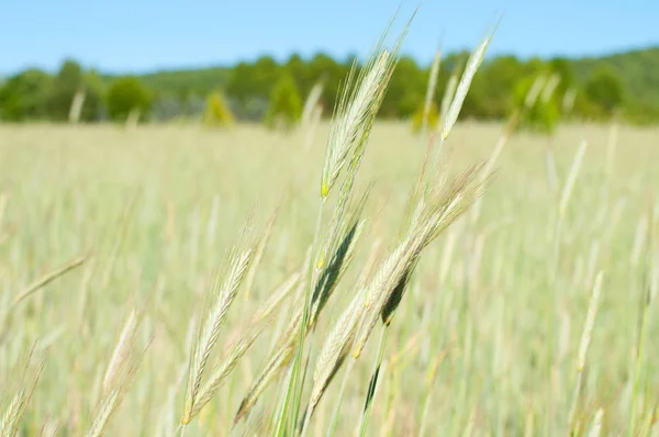 Campo di orzo verde in estate, paesaggio rurale e fattoria — Foto Stock