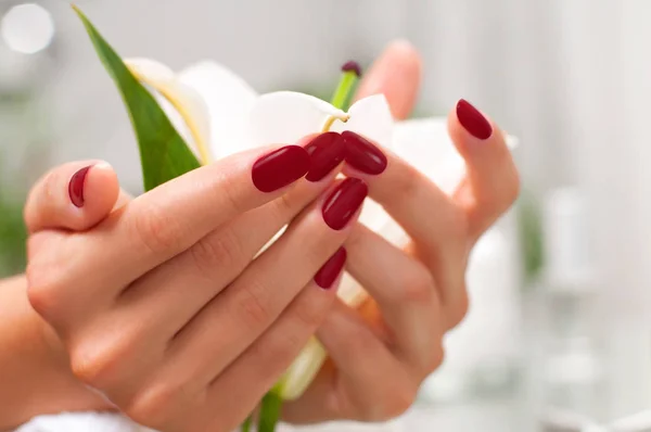 Conceito de manicure. Mãos de mulher bonita com manicura perfeita no salão de beleza . — Fotografia de Stock