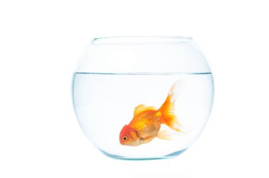 Fishbowl beyaz zemin üzerine altın balık