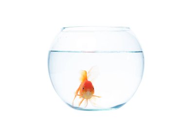 Fishbowl beyaz zemin üzerine altın balık