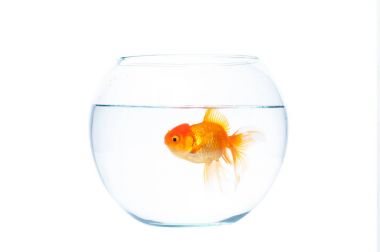 Fishbowl beyaz zemin üzerine altın balık