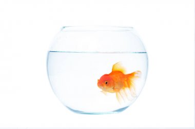 Fishbowl beyaz zemin üzerine altın balık