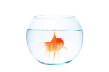 Fishbowl beyaz zemin üzerine altın balık