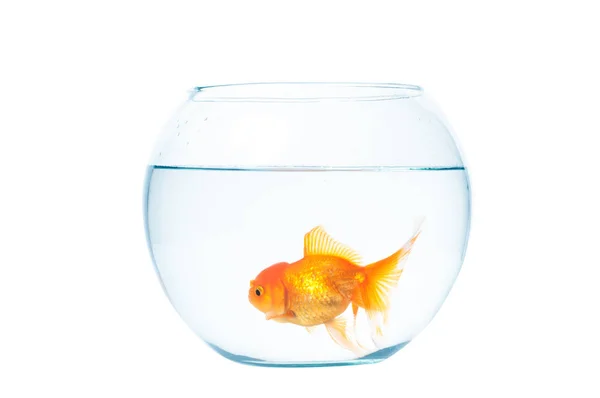 Gouden vis met fishbowl op de witte achtergrond — Stockfoto