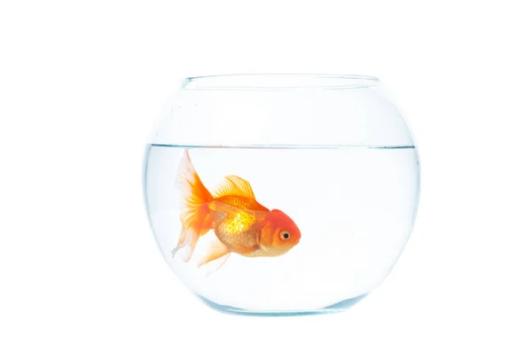 Goldfisch mit Fischschale auf weißem Hintergrund — Stockfoto