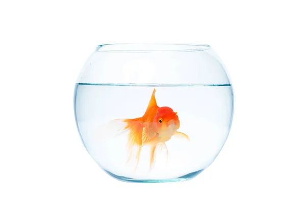 Gold fish with fishbowl on the white background — Stock Photo, Image