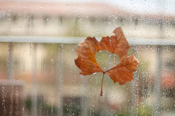 叶湿玻璃。秋天的枫叶。雨滴. — 图库照片