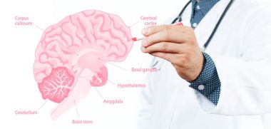 Tıp kavramı. Doktor ve insan beyin anatomisi