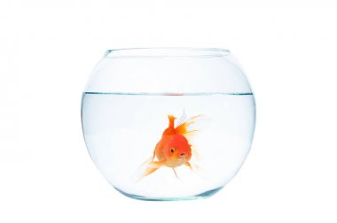 Fishbowl beyaz zemin üzerine altın balık
