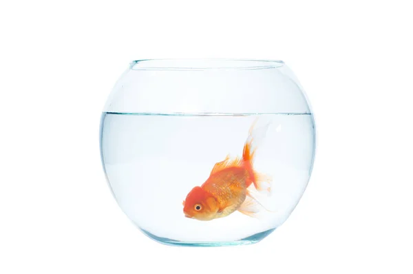 Золотая рыба с аквариумом на белом фоне — стоковое фото