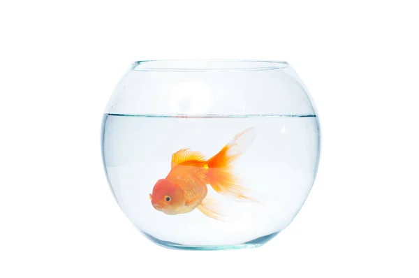 Gouden vis met fishbowl op de witte achtergrond — Stockfoto
