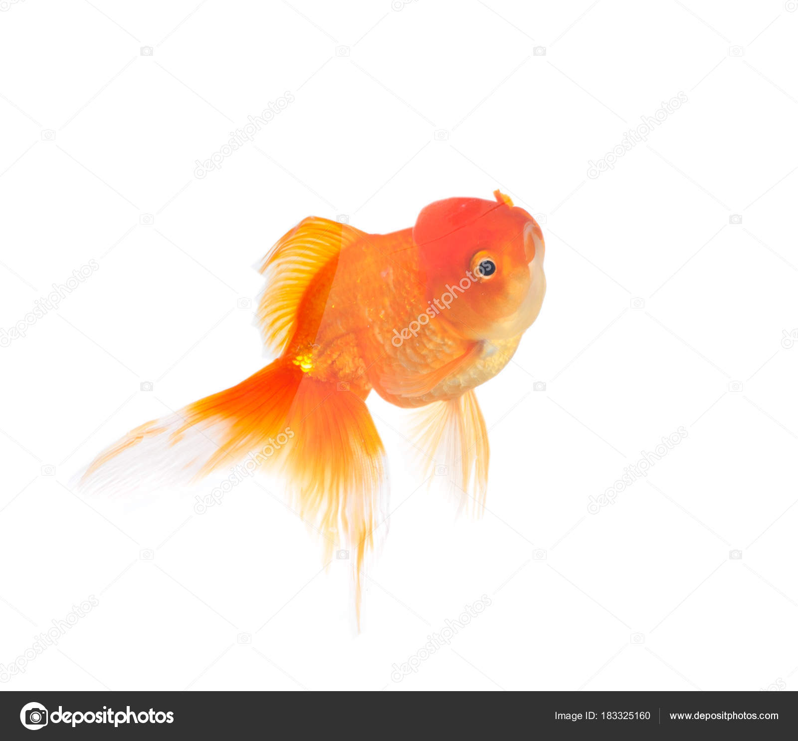 金魚写真素材 ロイヤリティフリー金魚画像 Depositphotos