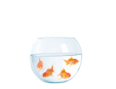 Fishbowl beyaz zemin üzerine altın balık