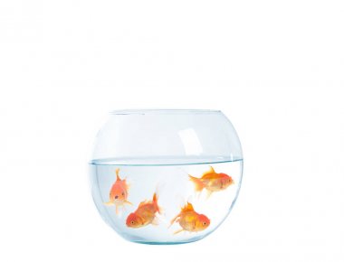 Gold fish with fishbowl on the white background clipart