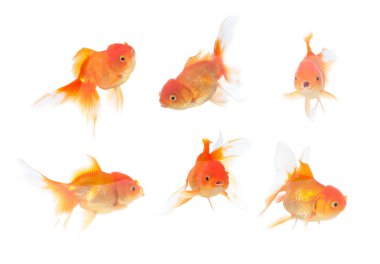 Many gold fish on isolation white clipart