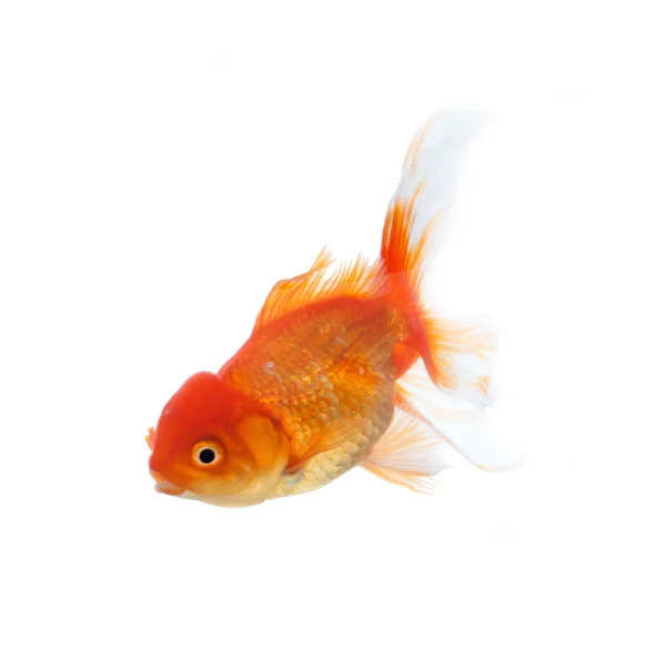 Goldfisch auf Isolationsweiß — Stockfoto