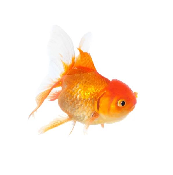 Goldfisch auf Isolationsweiß — Stockfoto
