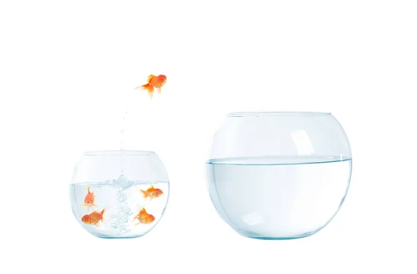 Gold fish jumping out of the aquarium. — Stock Photo, Image