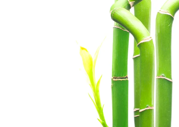 Branches fraîches de bambou sur fond blanc . — Photo